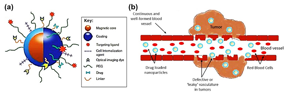 CD Bioparticles Launches Advanced Bio-Targeted Small Molecules Conjugated Magnetic Nanoparticles for Targeted Cancer Therapy