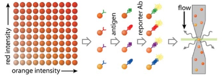 CD Bioparticles Launches Beads Based Multiplex Assay for High-Throughput Biomarker Detection