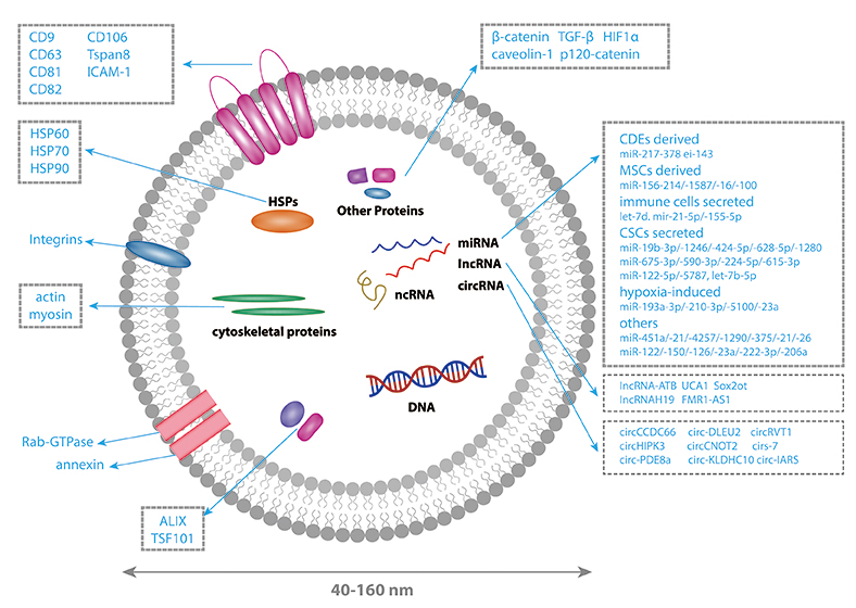 CD Bioparticles Launches Purified Exosomes for Drug Delivery and Therapeutic Research