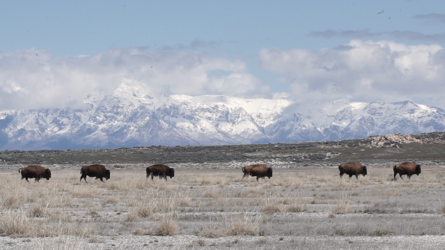 ‘Diverted: Indigenous Stewardship and Saving Great Salt Lake’ to Screen in November