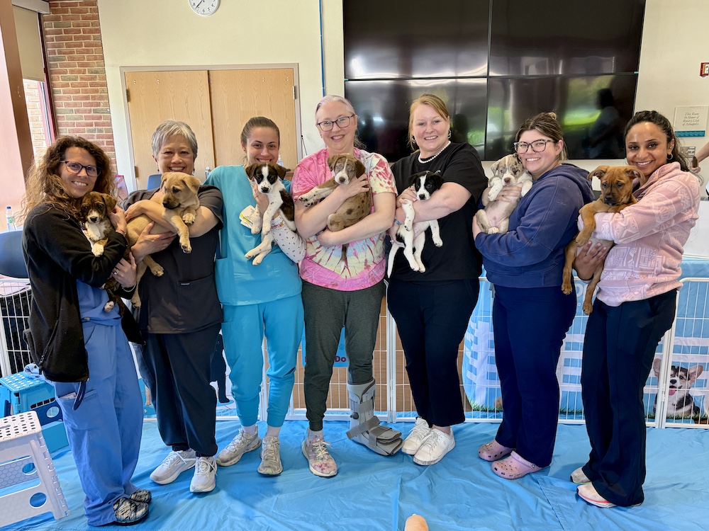 Corporate Puppy Love Therapy Events Help Rescue Dogs Find Forever Homes While Transforming Employee Wellness